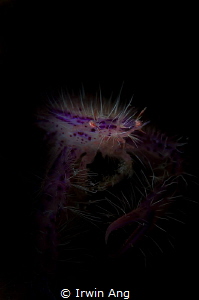 S P I K Y - S T Y L E
Pink hairy squat lobster (Lauriea ... by Irwin Ang 